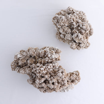 Desert Rose Set of 2