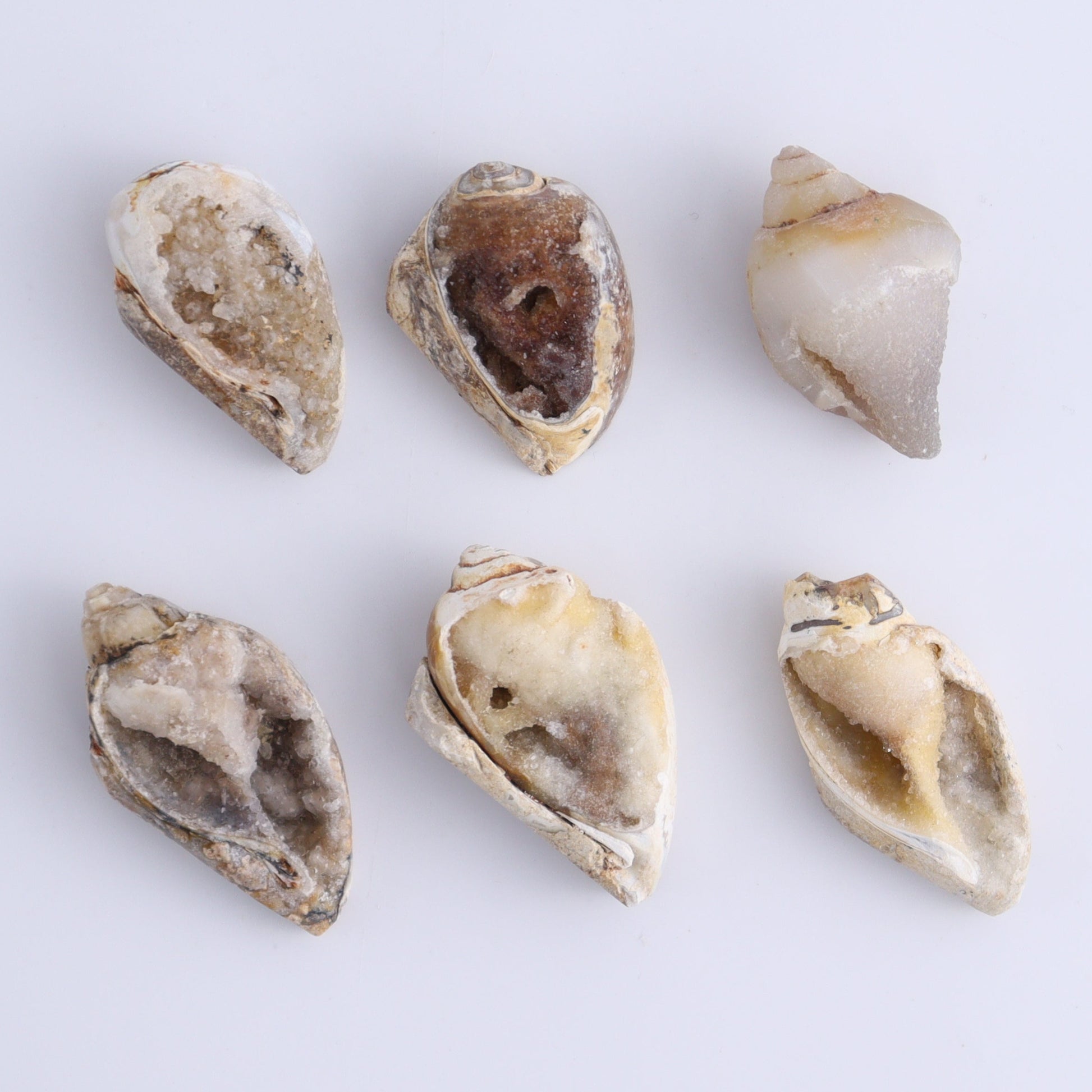 Crystalized Shells Set of 24 - Expert Wholesale and Supplier of Wholesale Crystals & Bulk Gemstones, ["Crystalized Shell","India","shell","shells"]