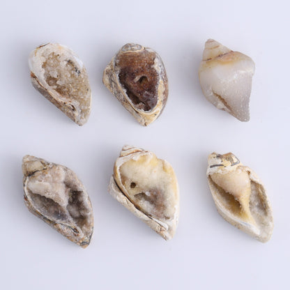 Crystalized Shells Set of 24 - Expert Wholesale and Supplier of Wholesale Crystals & Bulk Gemstones, ["Crystalized Shell","India","shell","shells"]
