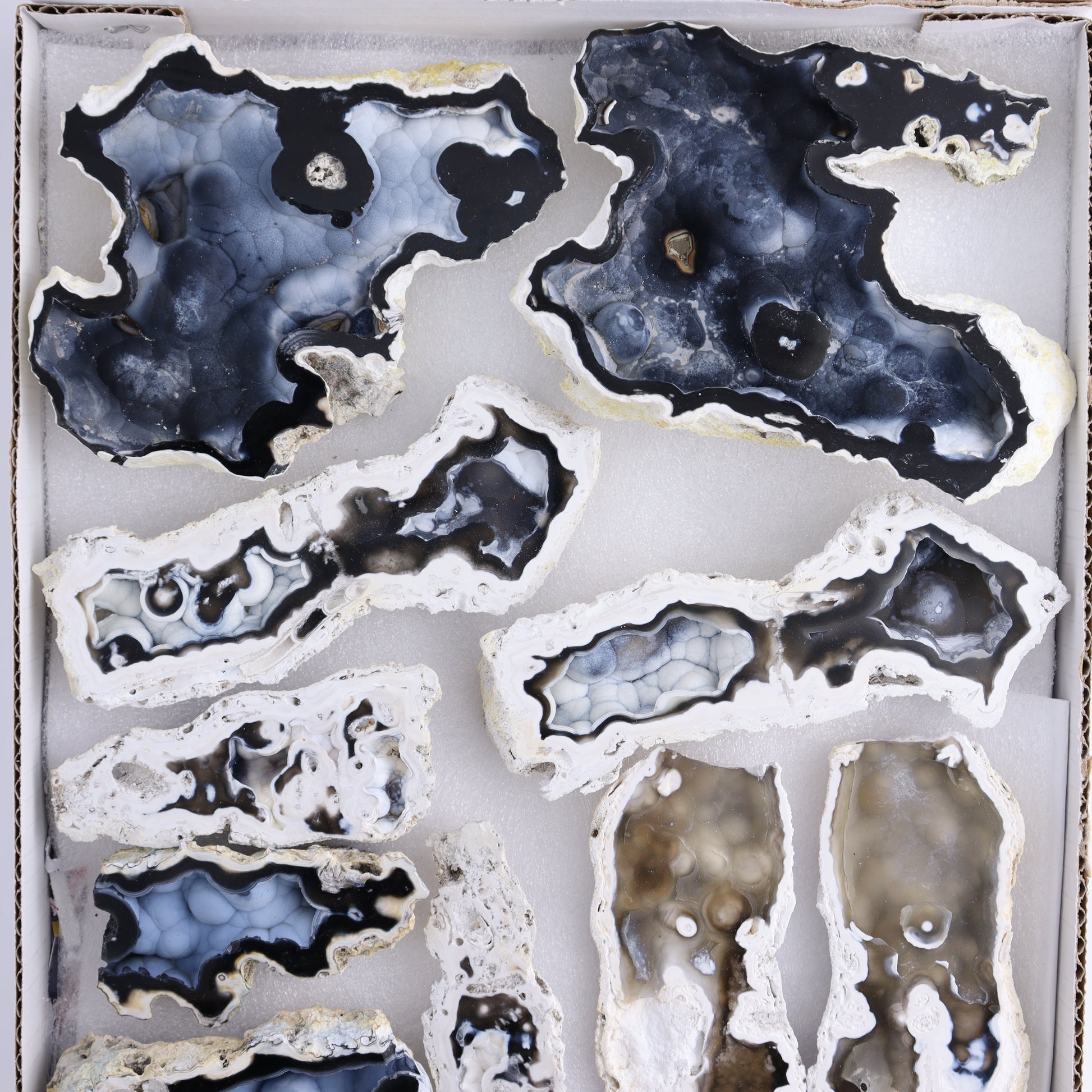 Agatized Coral Flat - Expert Wholesale and Supplier of Wholesale Crystals & Bulk Gemstones, ["Agate","Agatized Coral","Coral","United States"]