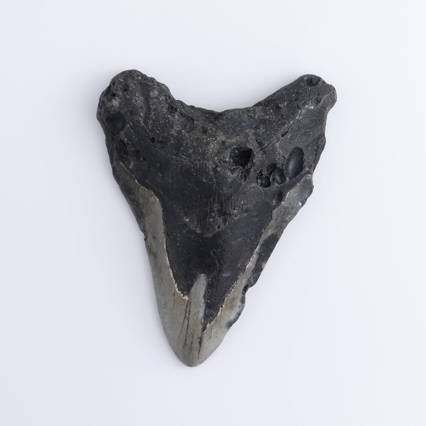 Megalodon Teeth Set of 4