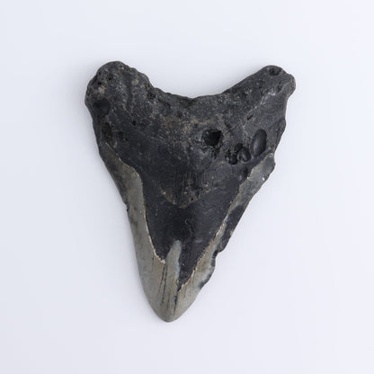 Megalodon Teeth Set of 4