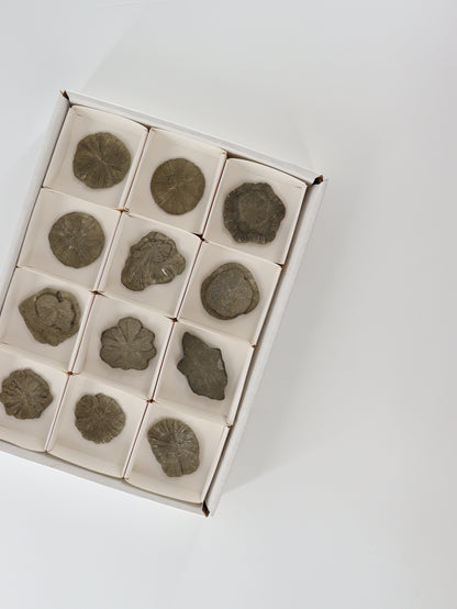 Pyrite Slices and Slabs Set of 12 - Expert Wholesale and Supplier of Wholesale Crystals & Bulk Gemstones, []