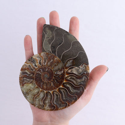 Ammonite Shells Set of 6