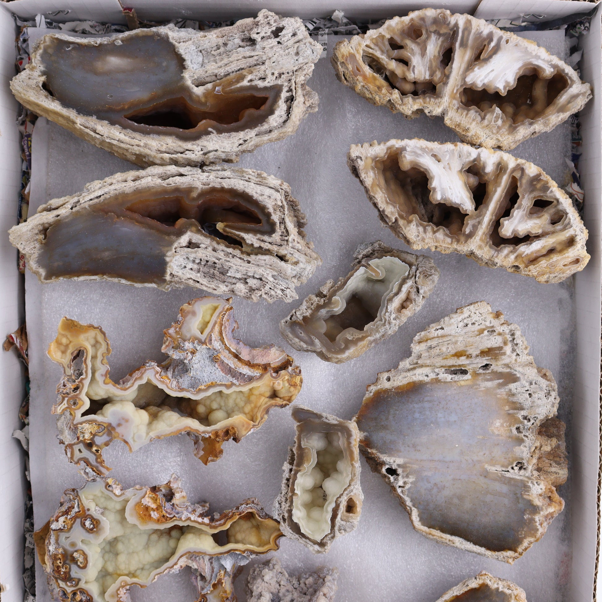 Agatized Coral Flat - Expert Wholesale and Supplier of Wholesale Crystals & Bulk Gemstones, ["Agate","Agatized Coral","Coral","United States"]