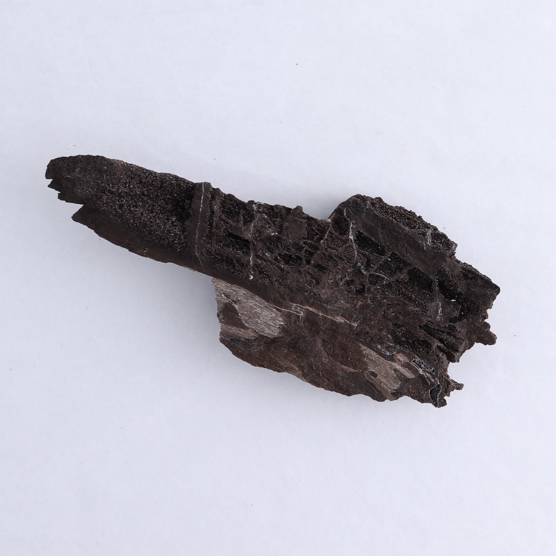 Permineralized Wood Flat of 8 - Expert Wholesale and Supplier of Wholesale Crystals & Bulk Gemstones, ["Indonesia","Permineralized Wood"]