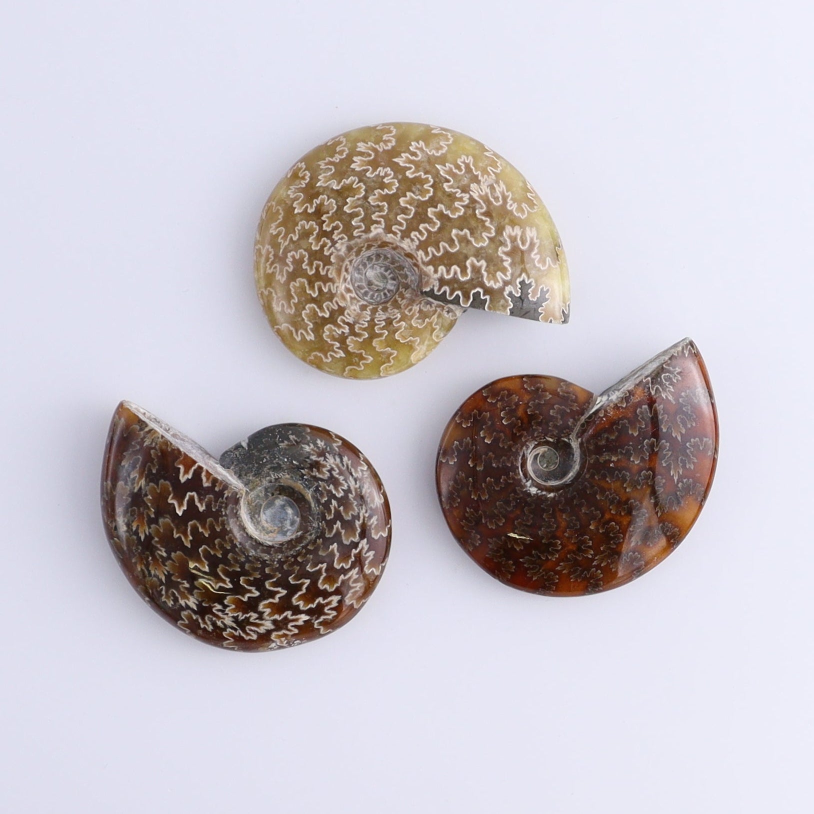 Ammonite Shells Set of 11 - Expert Wholesale and Supplier of Wholesale Crystals & Bulk Gemstones, ["Ammonite","shells"]