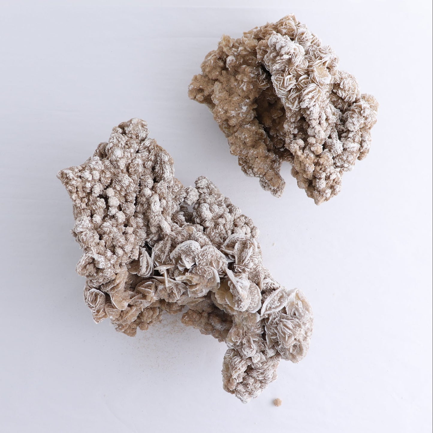 Desert Rose Set of 2