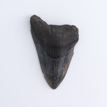 Megalodon Teeth Set of 4