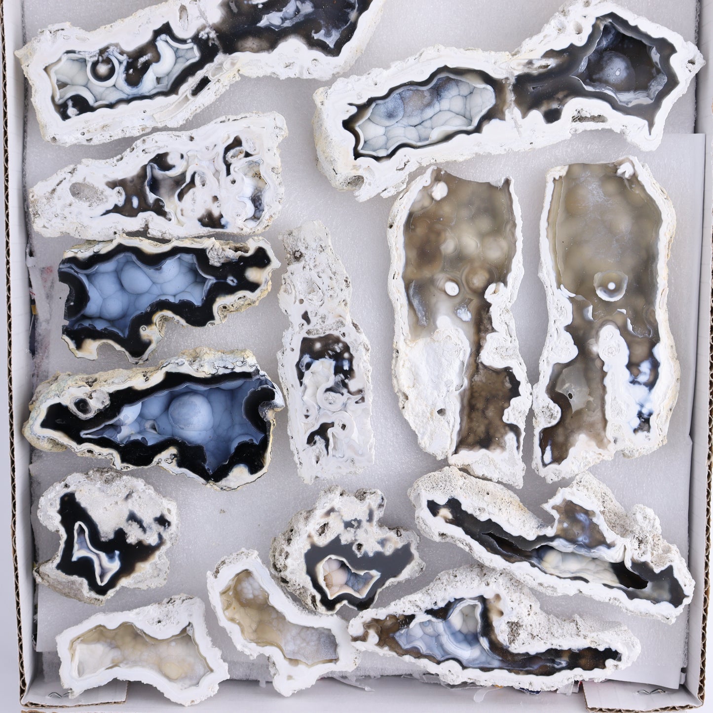 Agatized Coral Flat - Expert Wholesale and Supplier of Wholesale Crystals & Bulk Gemstones, ["Agate","Agatized Coral","Coral","United States"]