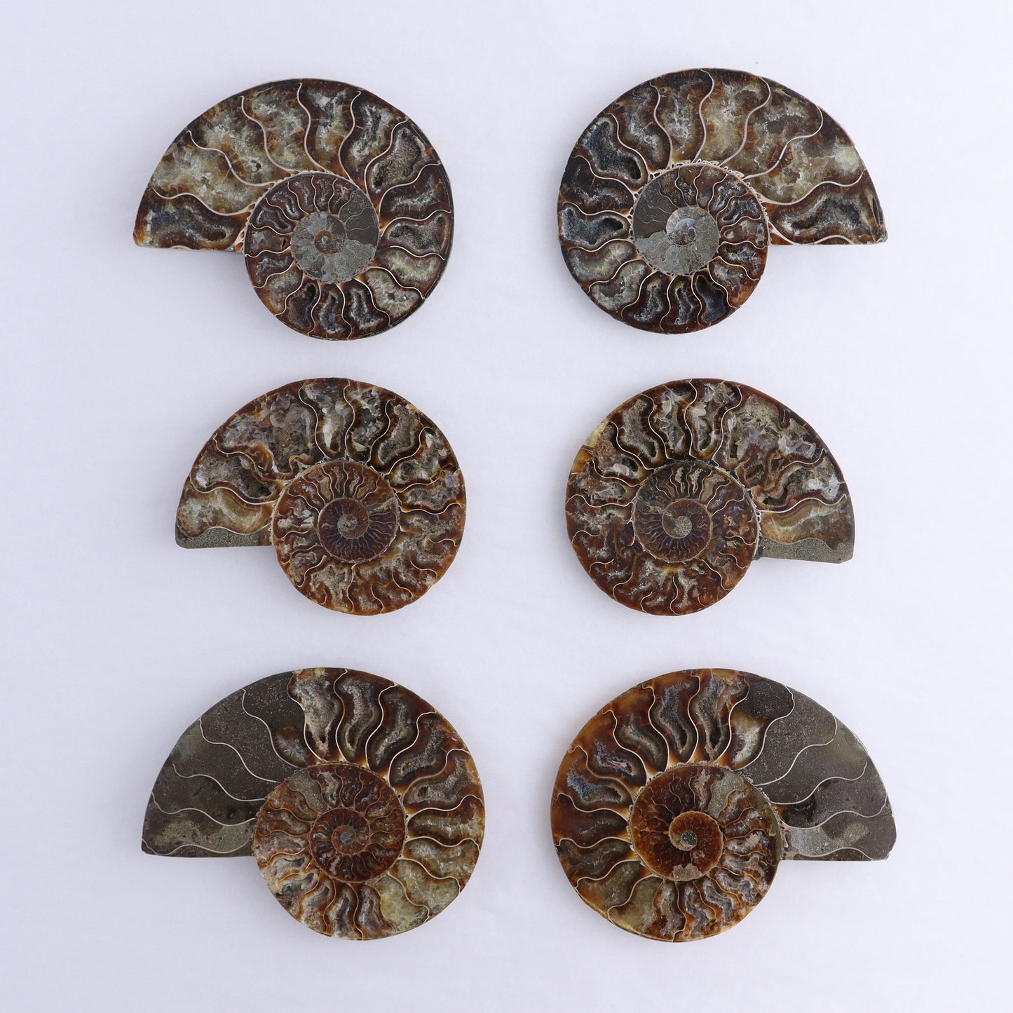 Ammonite Shells Set of 6