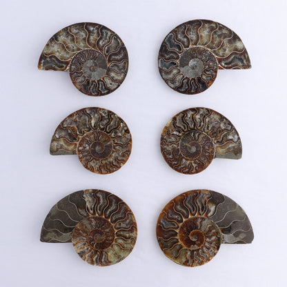 Ammonite Shells Set of 6