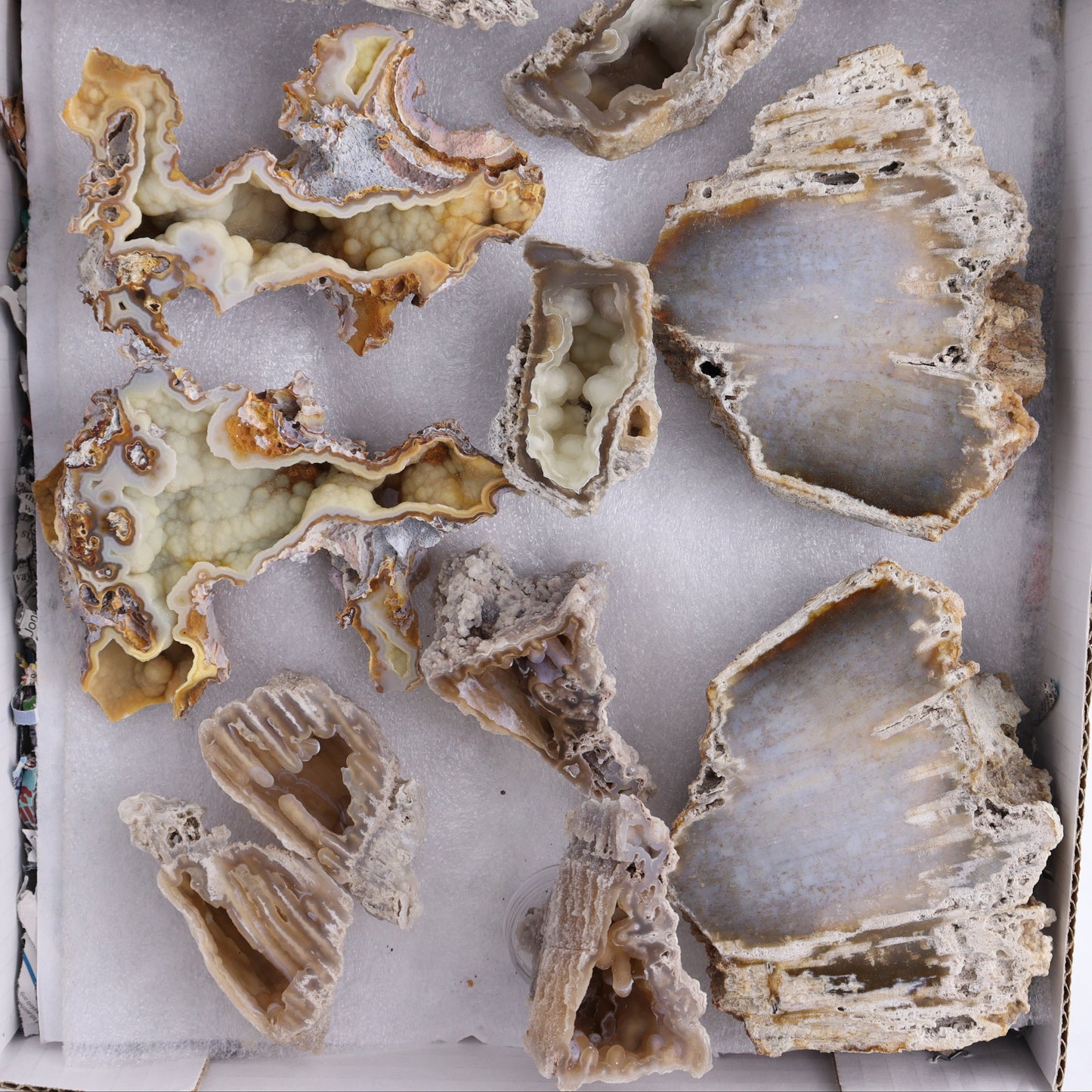 Agatized Coral Flat - Expert Wholesale and Supplier of Wholesale Crystals & Bulk Gemstones, ["Agate","Agatized Coral","Coral","United States"]