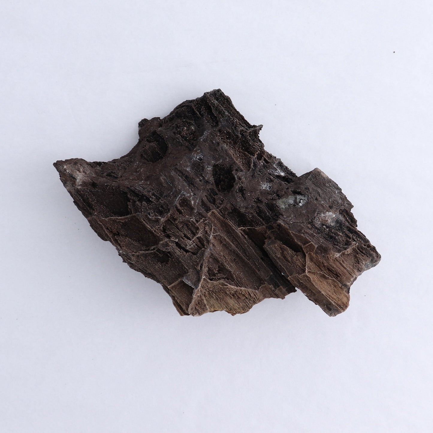 Permineralized Wood Flat of 8 - Expert Wholesale and Supplier of Wholesale Crystals & Bulk Gemstones, ["Indonesia","Permineralized Wood"]