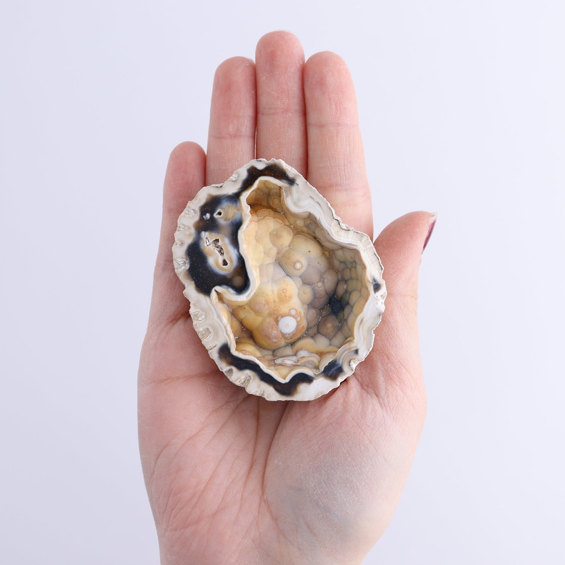 Agatized Coral Flat - Expert Wholesale and Supplier of Wholesale Crystals & Bulk Gemstones, ["Agate","Agatized Coral","Coral","United States"]