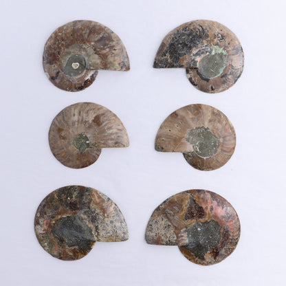 Ammonite Shells Set of 6