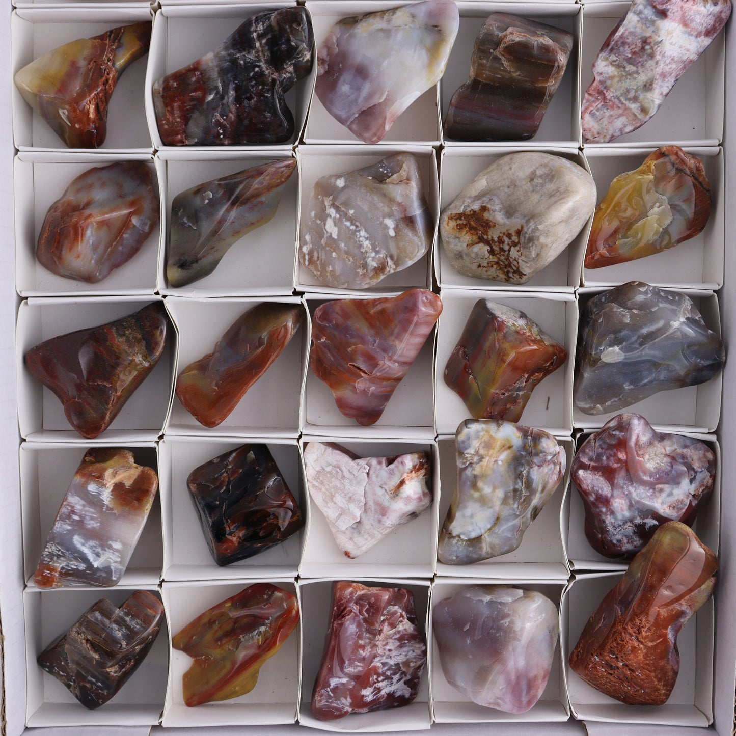 Arizona Petrified Wood Set of 35 - Expert Wholesale and Supplier of Wholesale Crystals & Bulk Gemstones, Arizona Petrified Wood, Freeform, Freeforms, Petrified Wood, United States