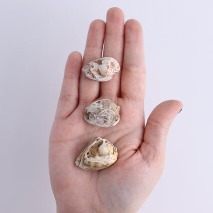 Crystalized Shells Set of 24 - Expert Wholesale and Supplier of Wholesale Crystals & Bulk Gemstones, ["Crystalized Shell","India","shell","shells"]