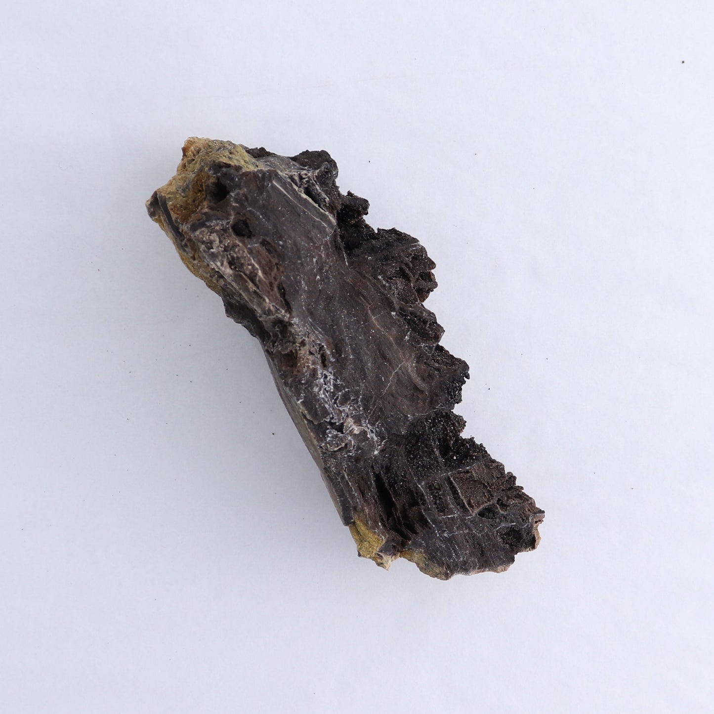 Permineralized Wood Flat of 8 - Expert Wholesale and Supplier of Wholesale Crystals & Bulk Gemstones, ["Indonesia","Permineralized Wood"]