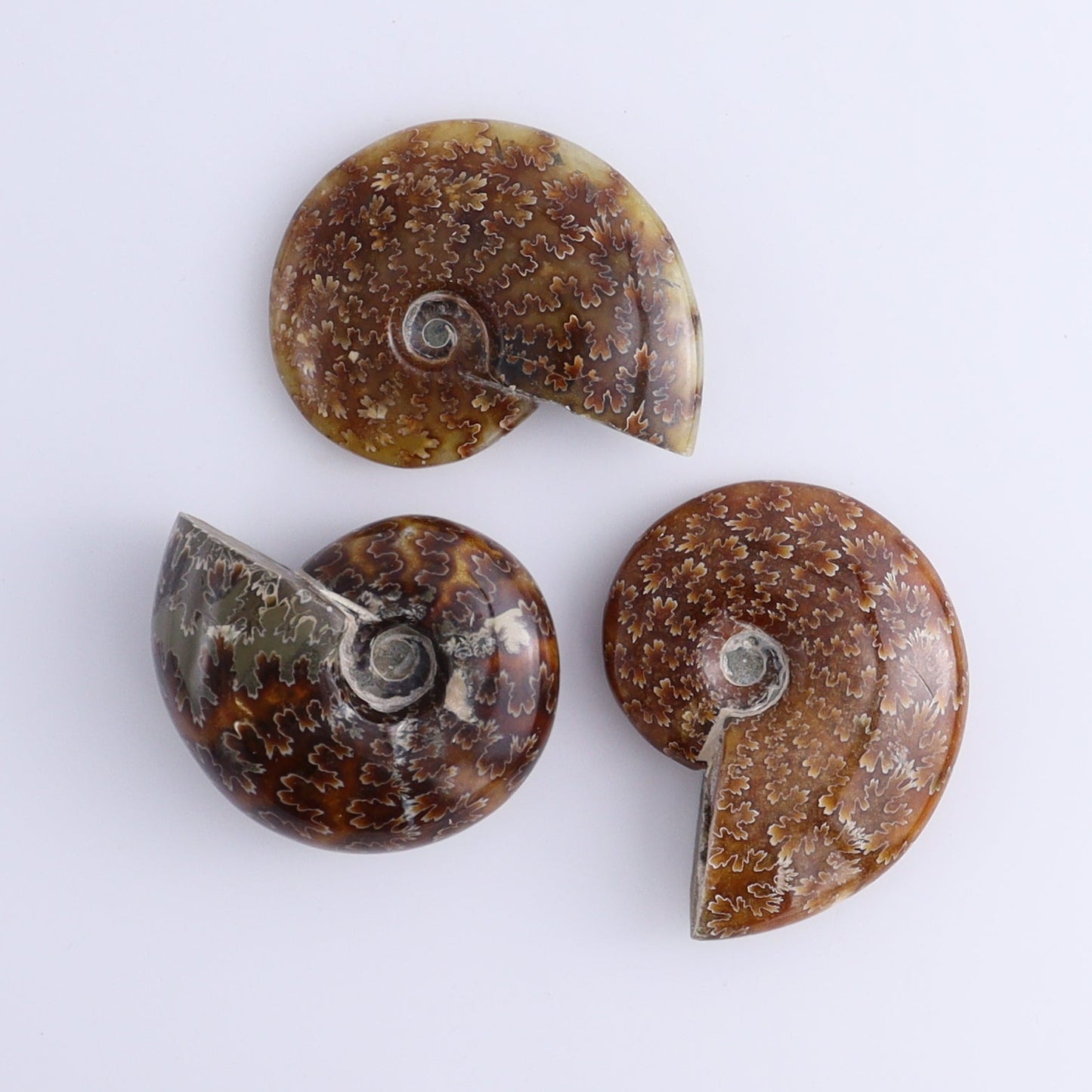 Ammonite Shells Set of 11 - Expert Wholesale and Supplier of Wholesale Crystals & Bulk Gemstones, ["Ammonite","shells"]