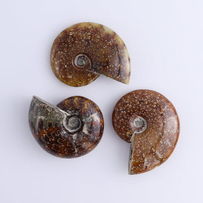 Ammonite Shells Set of 11 - Expert Wholesale and Supplier of Wholesale Crystals & Bulk Gemstones, ["Ammonite","shells"]