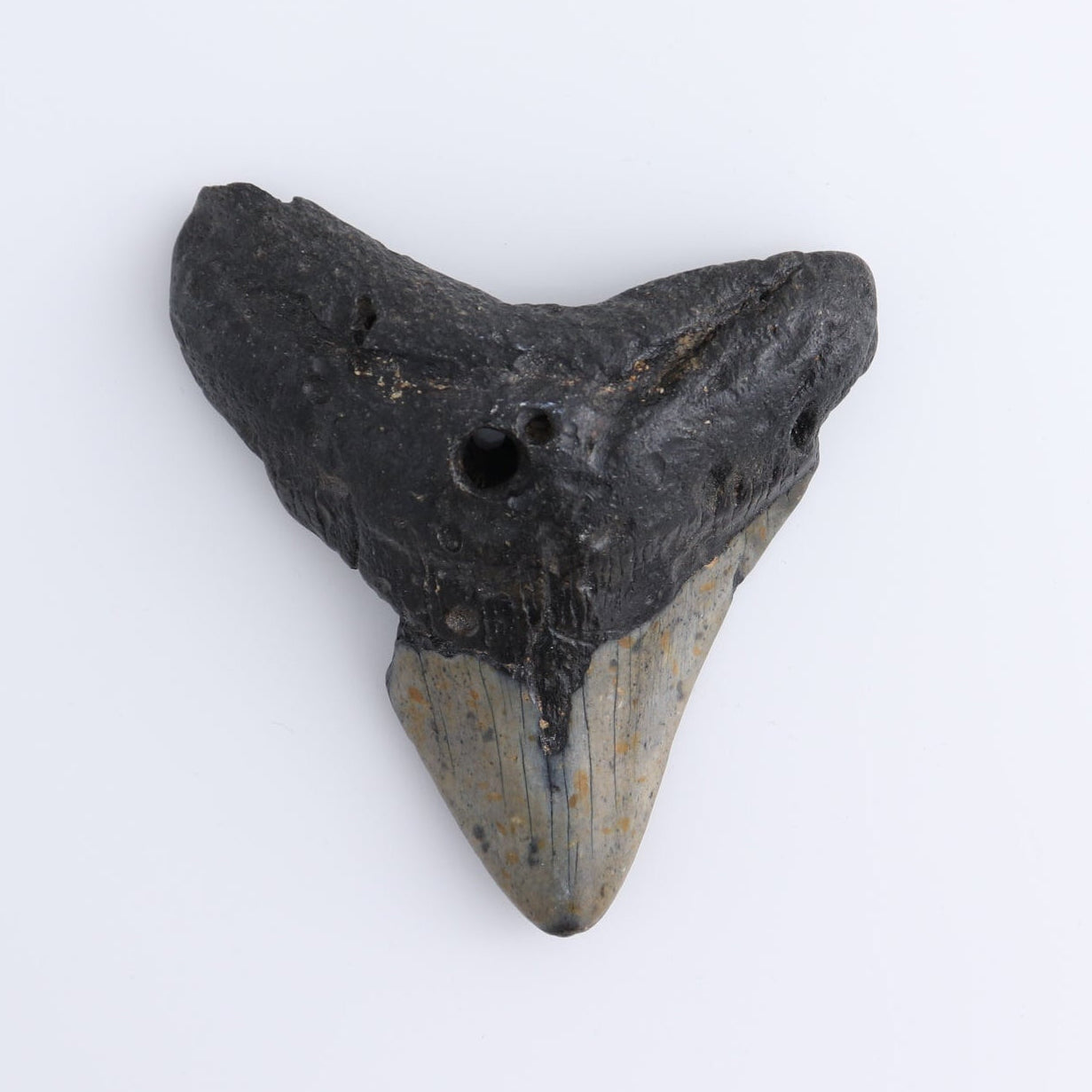 Megalodon Teeth Set of 4