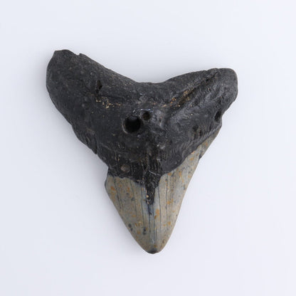 Megalodon Teeth Set of 4