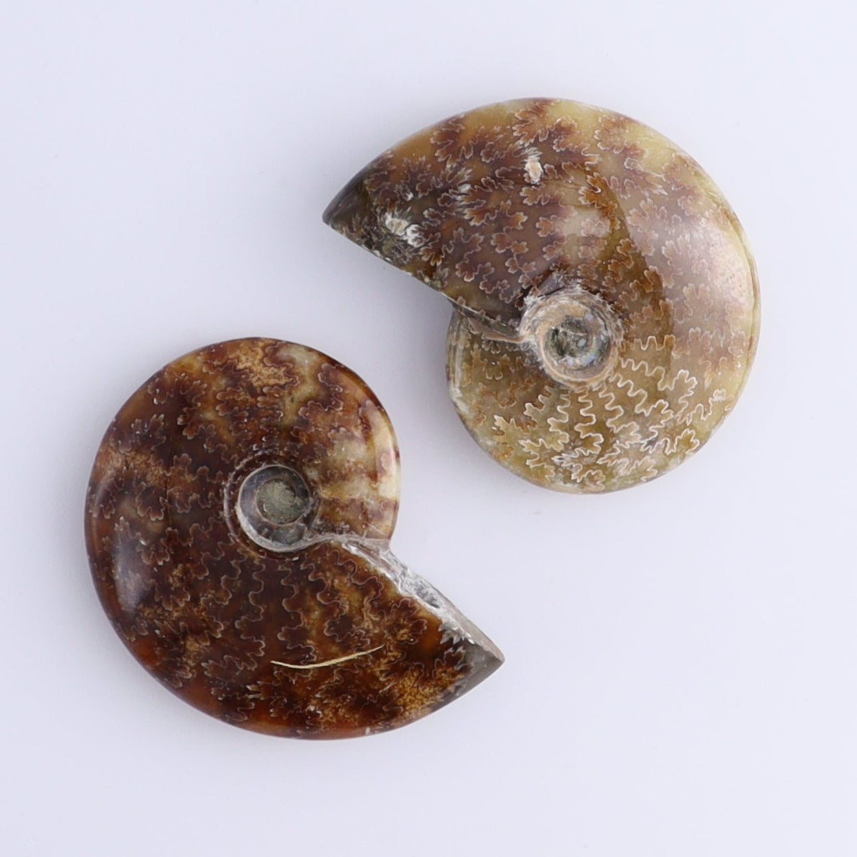 Ammonite Shells Set of 11 - Expert Wholesale and Supplier of Wholesale Crystals & Bulk Gemstones, ["Ammonite","shells"]