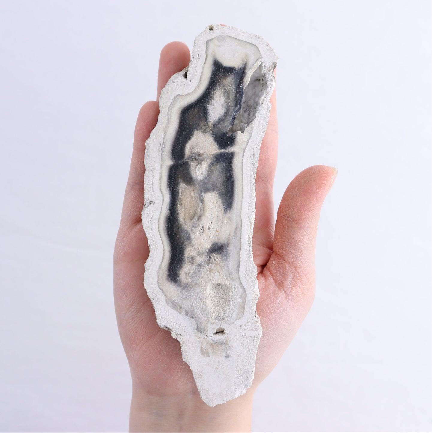Agatized Coral Flat - Expert Wholesale and Supplier of Wholesale Crystals & Bulk Gemstones, ["Agate","Agatized Coral","Coral","United States"]