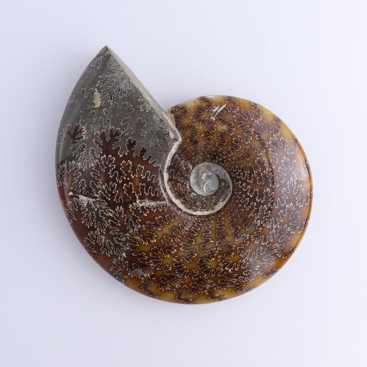 Amenite Shell Ammonite Shell – Mi Esperanza Minerals