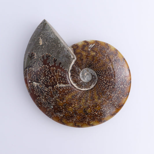Ammonite Shell - Expert Wholesale and Supplier of Wholesale Crystals & Bulk Gemstones, ["Ammonite","Madagascar","shells"]