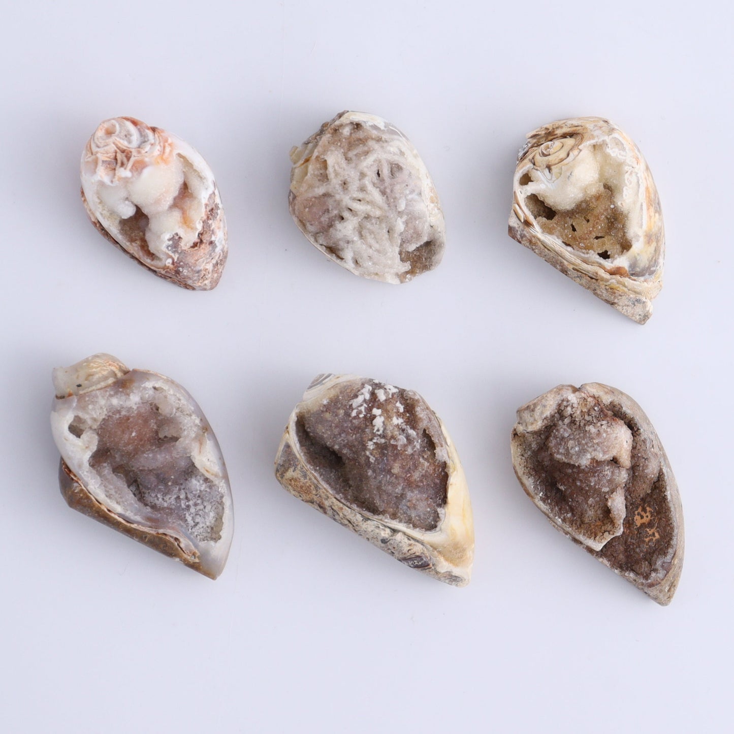 Crystalized Shells Set of 24 - Expert Wholesale and Supplier of Wholesale Crystals & Bulk Gemstones, ["Crystalized Shell","India","shell","shells"]