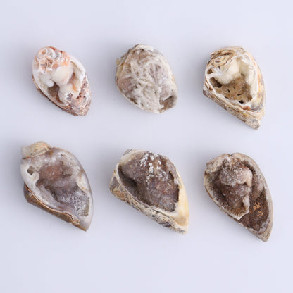 Crystalized Shells Set of 24 - Expert Wholesale and Supplier of Wholesale Crystals & Bulk Gemstones, ["Crystalized Shell","India","shell","shells"]