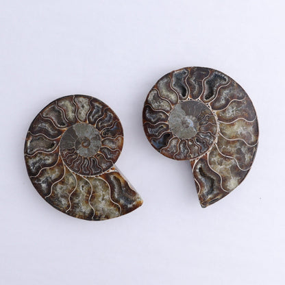 Ammonite Shells Set of 6