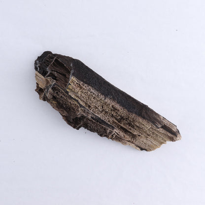 Permineralized Wood Flat of 8 - Expert Wholesale and Supplier of Wholesale Crystals & Bulk Gemstones, ["Indonesia","Permineralized Wood"]