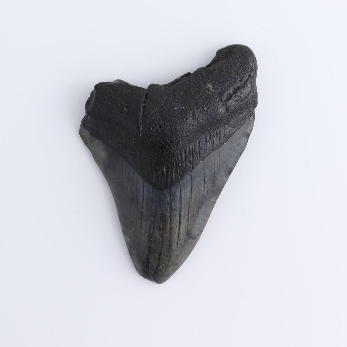 Megalodon Teeth Set of 4