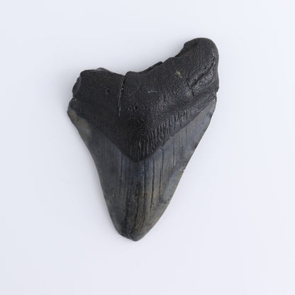 Megalodon Teeth Set of 4