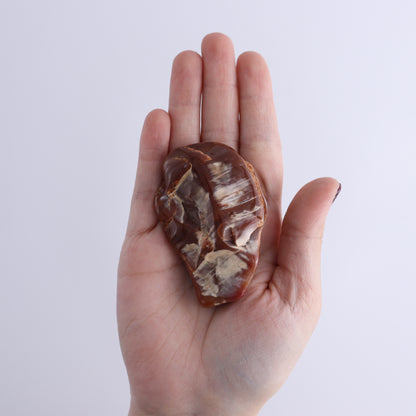 Arizona Petrified Wood Set of 35 - Expert Wholesale and Supplier of Wholesale Crystals & Bulk Gemstones, ["Arizona Petrified Wood","Freeform","Freeforms","Petrified Wood","United States"]