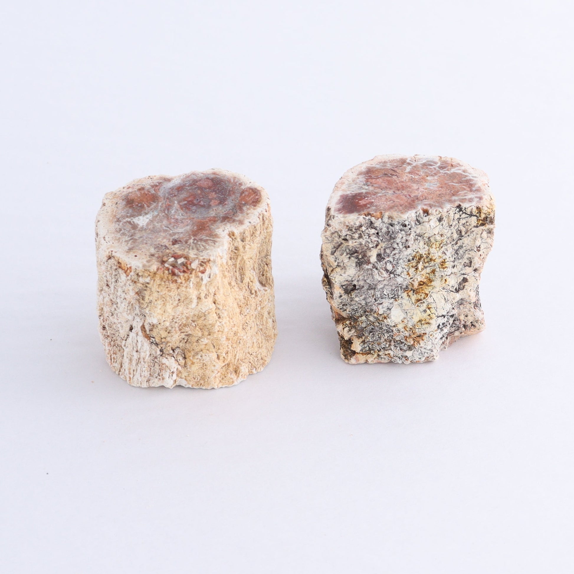 Petrified Wood Cut Bases Set of 10 - Expert Wholesale and Supplier of Wholesale Crystals & Bulk Gemstones, ["Cut Base","Petrified Wood"]