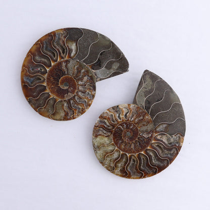 Ammonite Shells Set of 6
