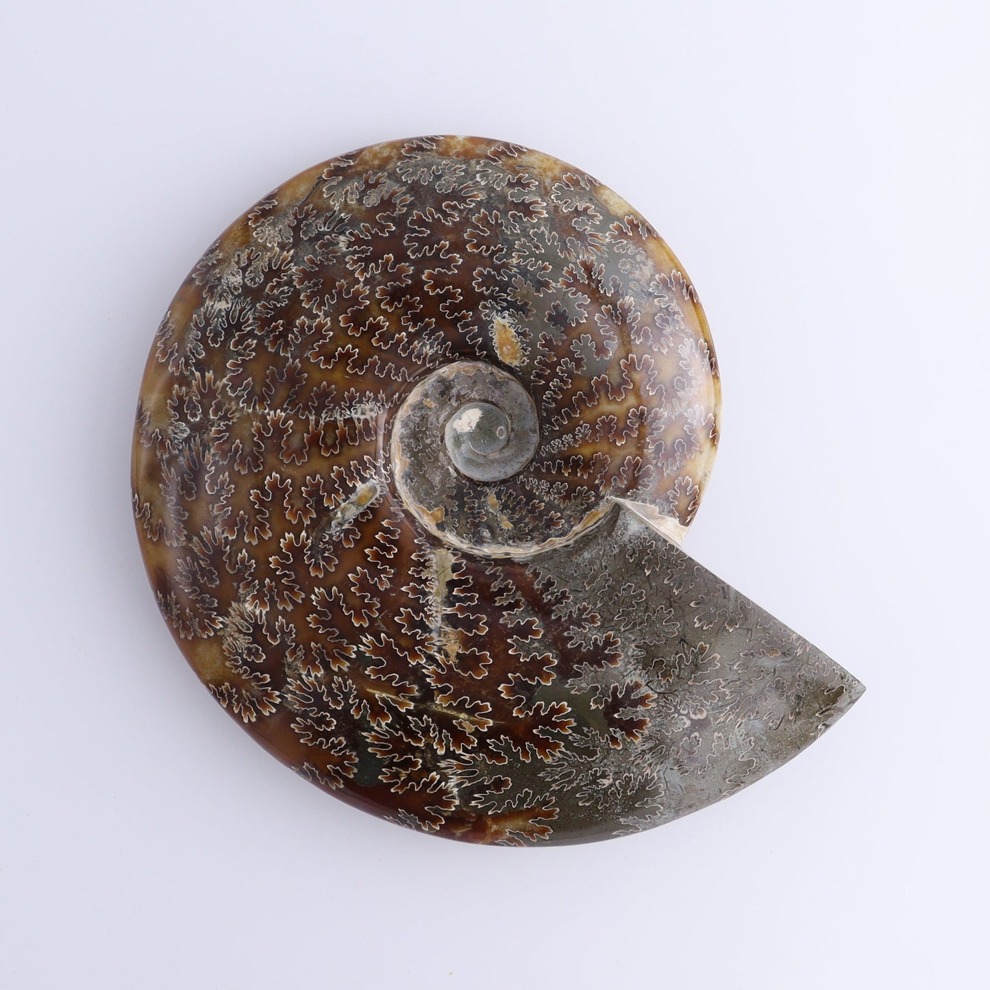 Ammonite Shell - Expert Wholesale and Supplier of Wholesale Crystals & Bulk Gemstones, ["Ammonite","Madagascar","shells"]