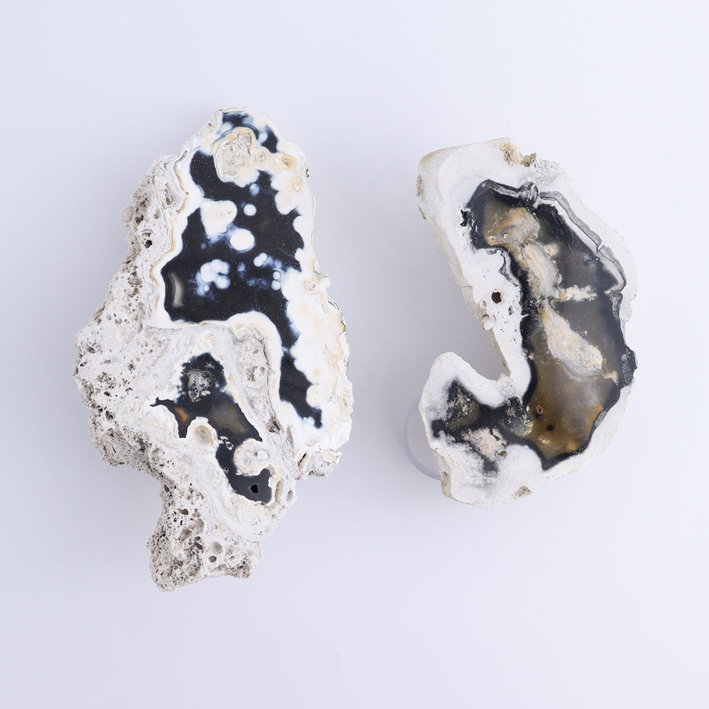 Agatized Coral Flat - Expert Wholesale and Supplier of Wholesale Crystals & Bulk Gemstones, ["Agate","Agatized Coral","Coral","United States"]