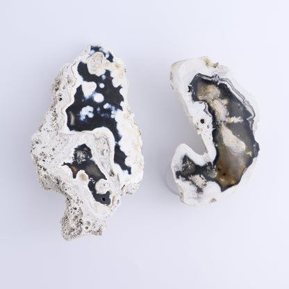 Agatized Coral Flat - Expert Wholesale and Supplier of Wholesale Crystals & Bulk Gemstones, ["Agate","Agatized Coral","Coral","United States"]