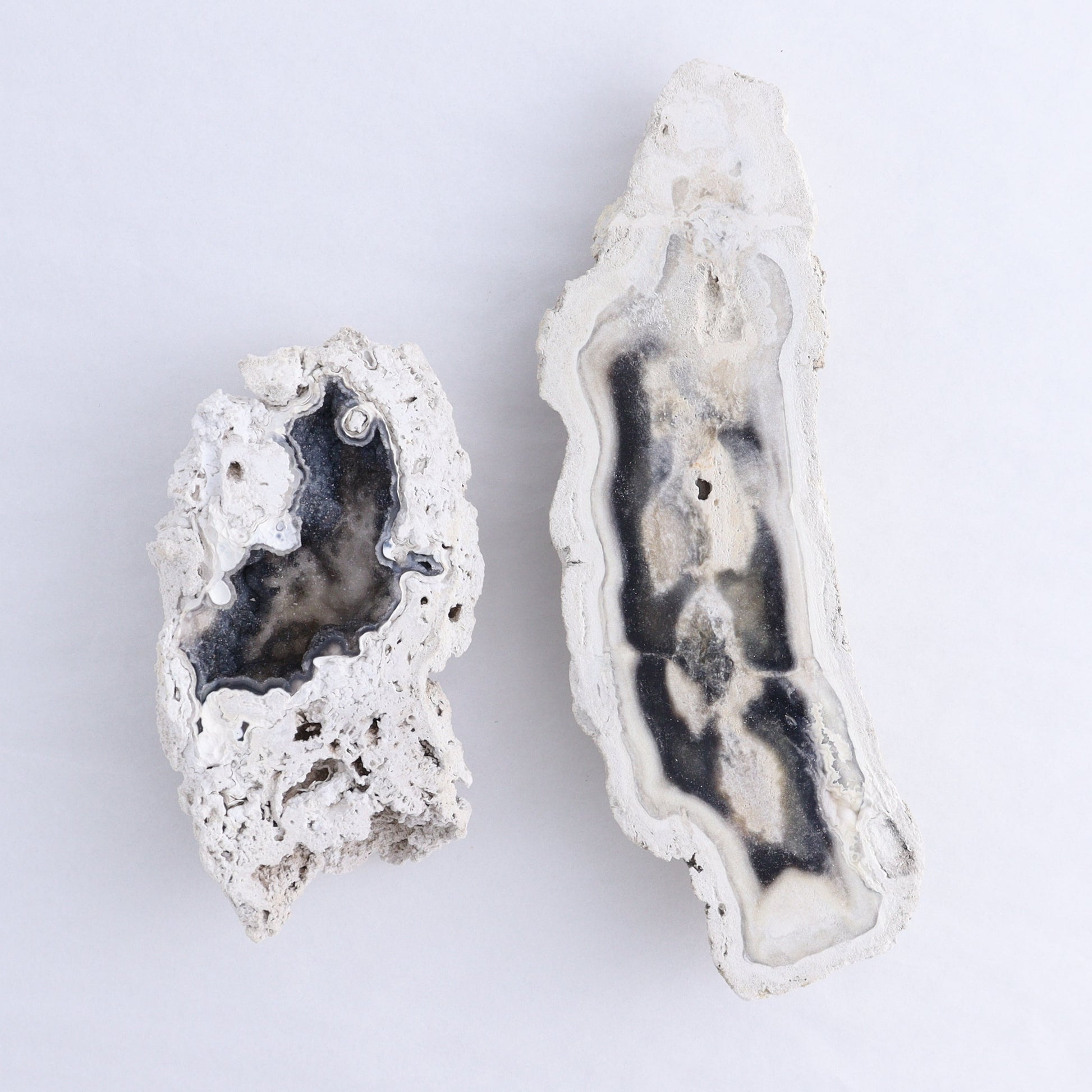 Agatized Coral Flat - Expert Wholesale and Supplier of Wholesale Crystals & Bulk Gemstones, ["Agate","Agatized Coral","Coral","United States"]