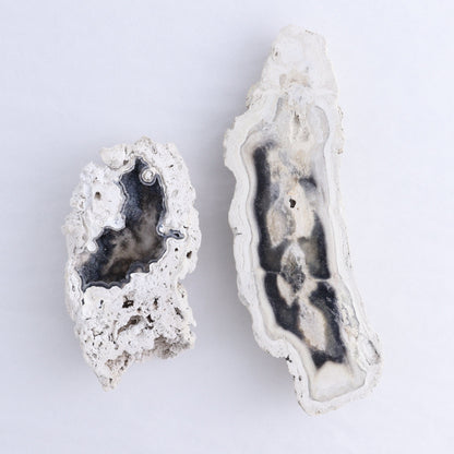 Agatized Coral Flat - Expert Wholesale and Supplier of Wholesale Crystals & Bulk Gemstones, ["Agate","Agatized Coral","Coral","United States"]