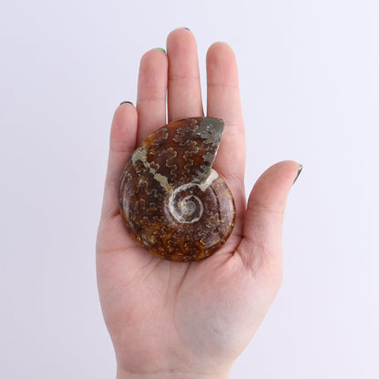 Ammonite Shells Set of 11 - Expert Wholesale and Supplier of Wholesale Crystals & Bulk Gemstones, ["Ammonite","shells"]