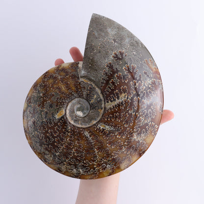 Ammonite Shell - Expert Wholesale and Supplier of Wholesale Crystals & Bulk Gemstones, ["Ammonite","Madagascar","shells"]