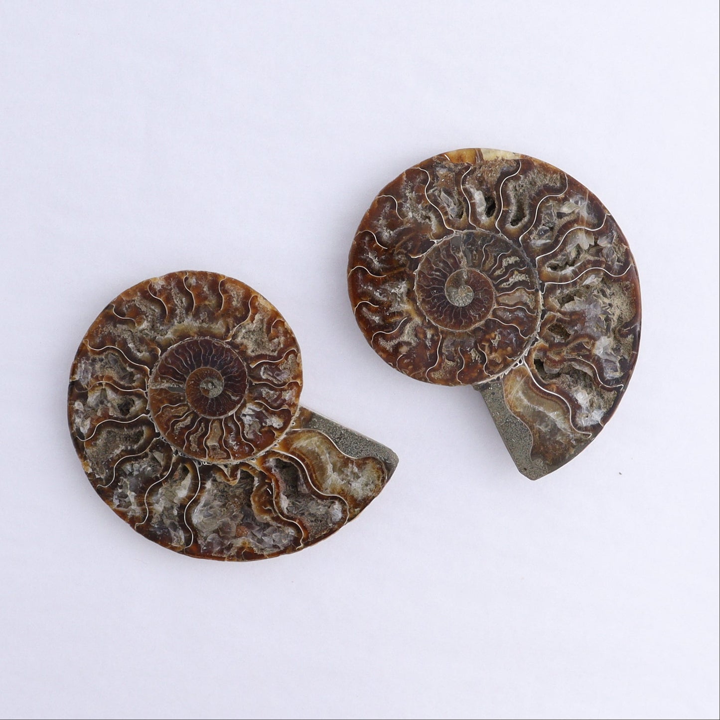 Ammonite Shells Set of 6