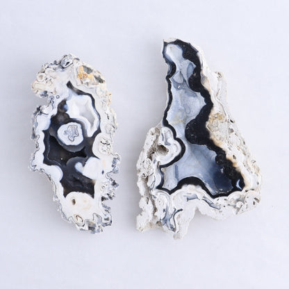Agatized Coral Flat - Expert Wholesale and Supplier of Wholesale Crystals & Bulk Gemstones, ["Agate","Agatized Coral","Coral","United States"]