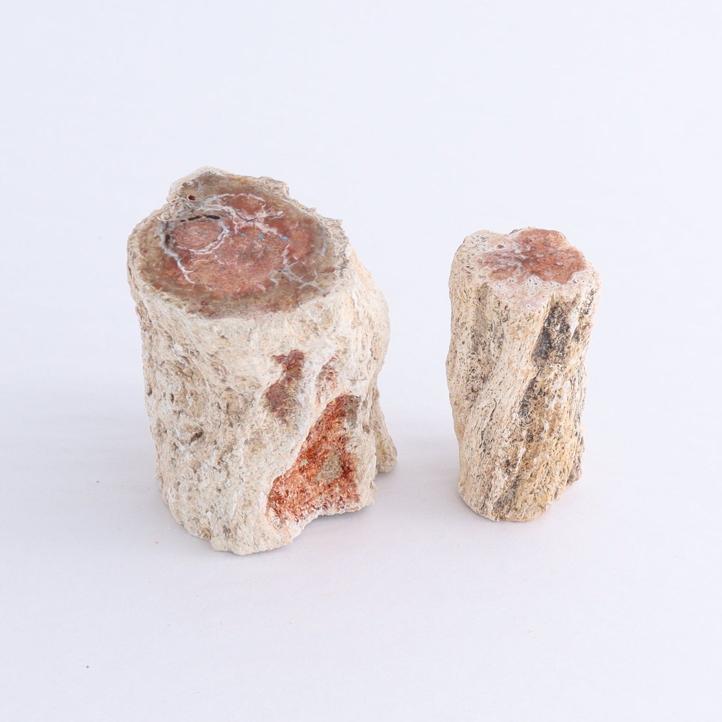Petrified Wood Cut Bases Set of 10 - Expert Wholesale and Supplier of Wholesale Crystals & Bulk Gemstones, ["Cut Base","Petrified Wood"]